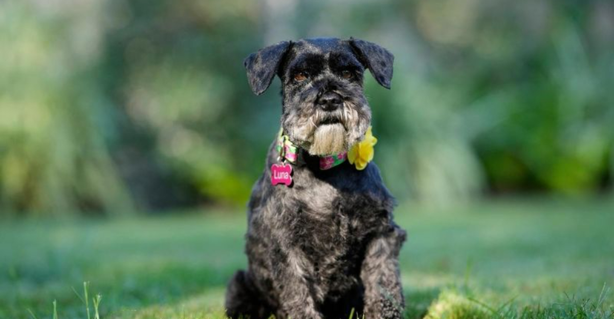 13 Small Breeds That Bring Big Energy, Love, and Laughter Into Your Life