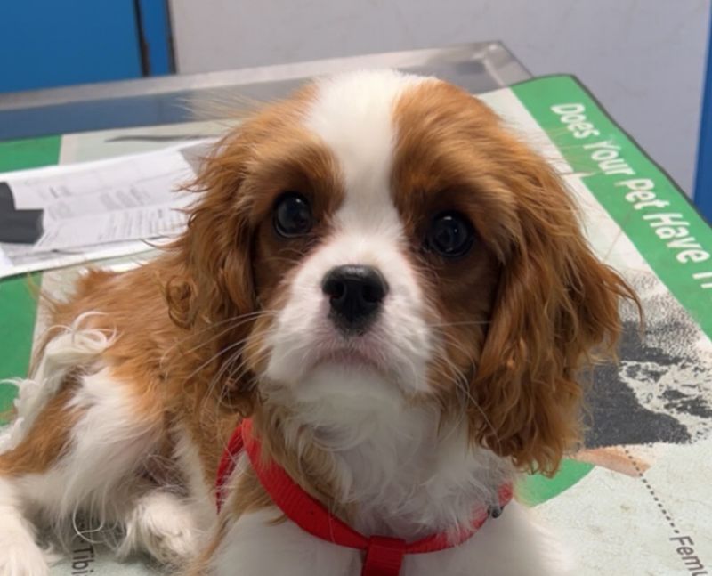 Cavalier King Charles Spaniel