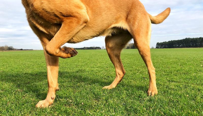 Limping or Lameness