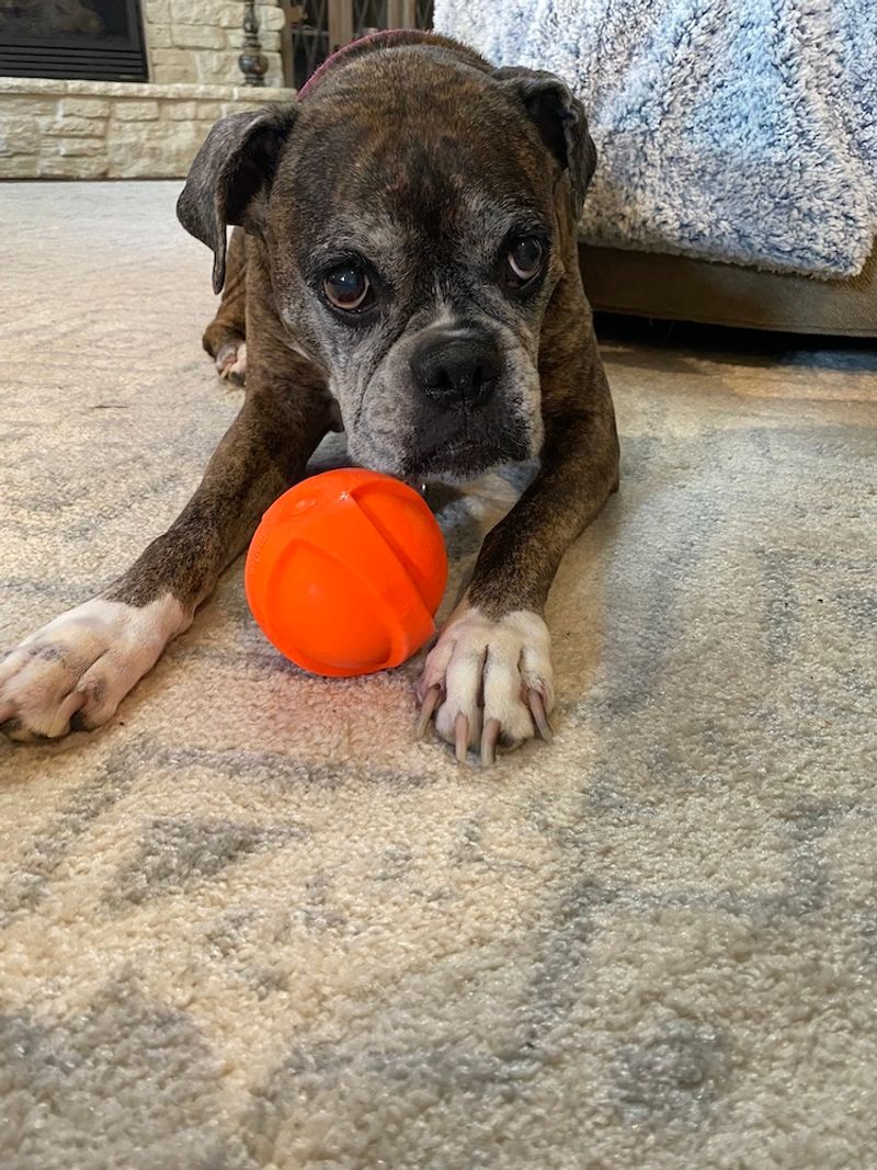 14. Boxer