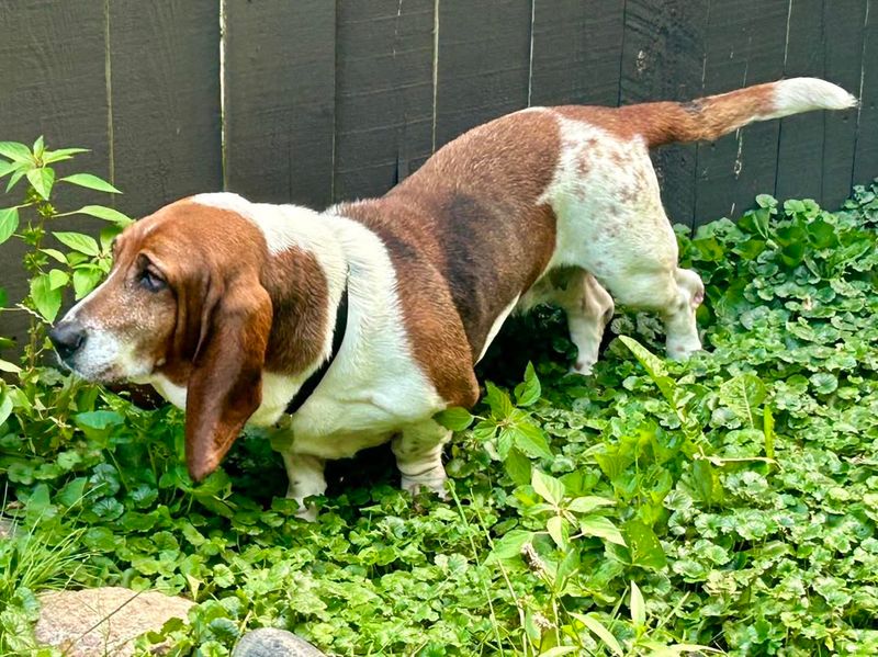 Basset Hound