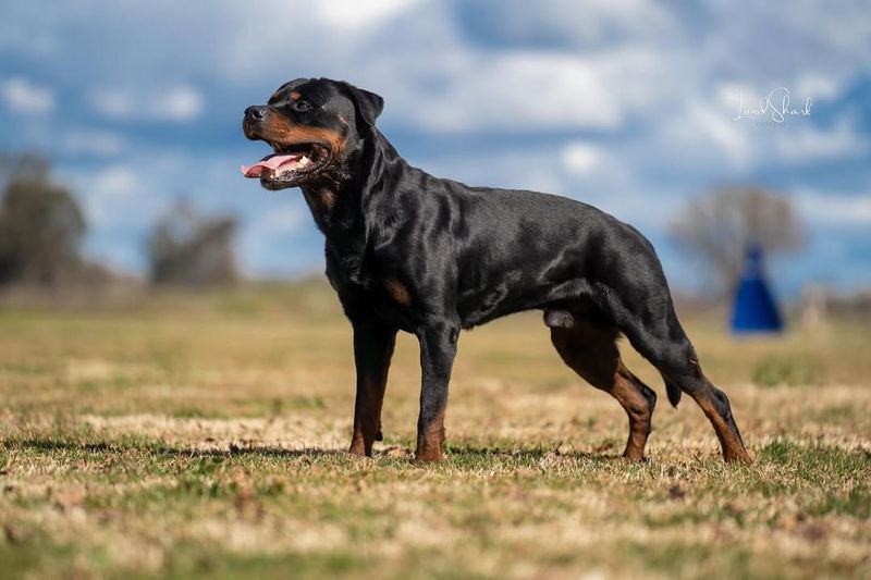 Rottweiler