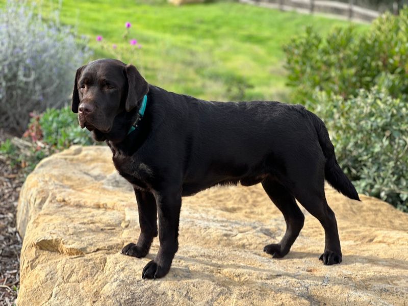 Labrador Retriever