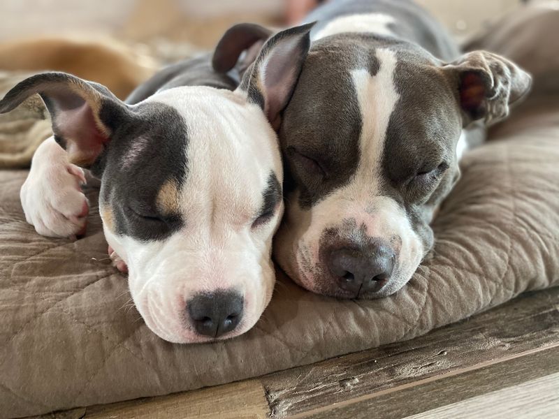 Pit Bull Terrier