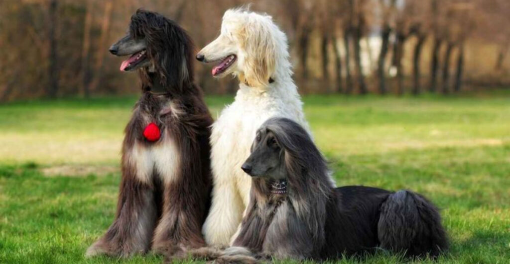 14 Stubborn Dog Breeds That Are Challenging To Train