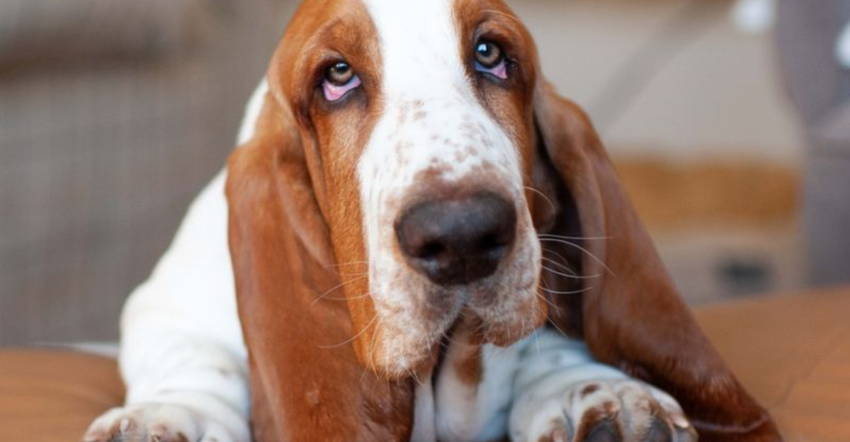 14 Stubborn Dog Breeds That Will Test Your Patience (And Your Love)
