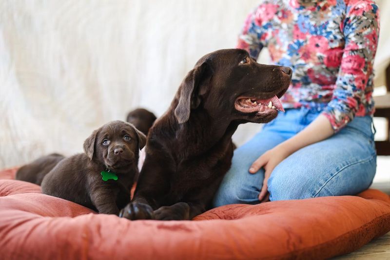 Labrador Retreiver: Playful Companions