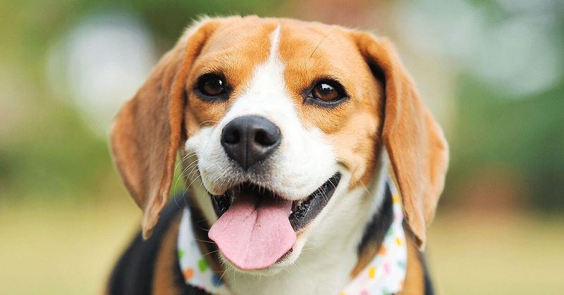 15. Beagle