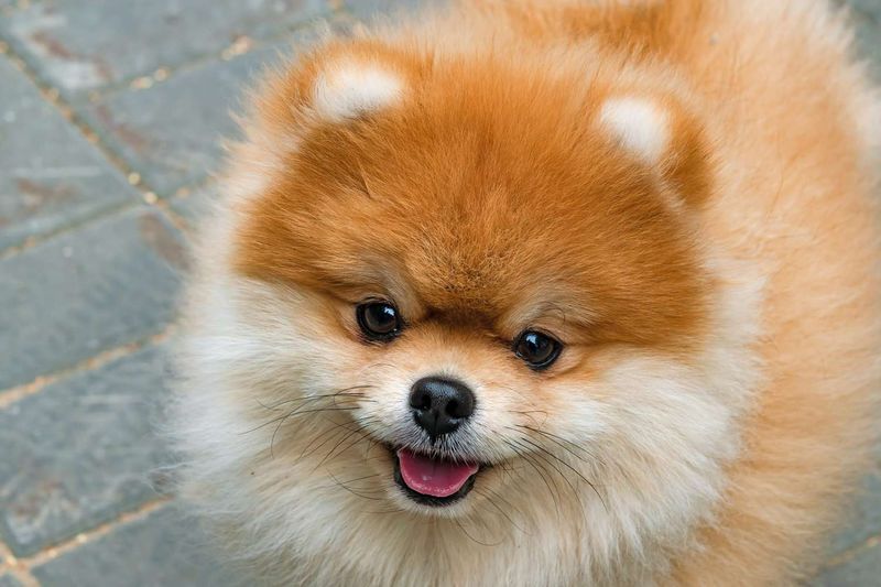 Pomeranian