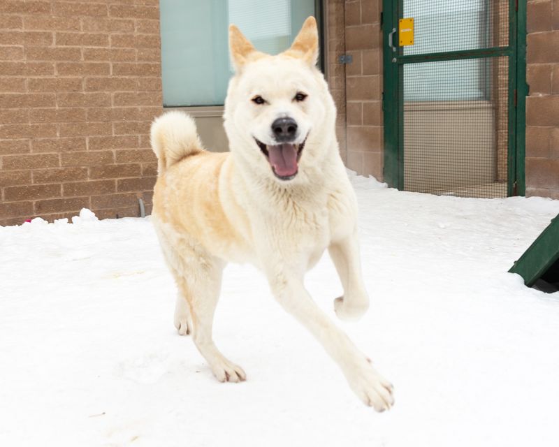Akita