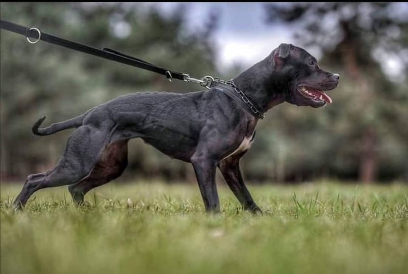 Pit Bull Terrier