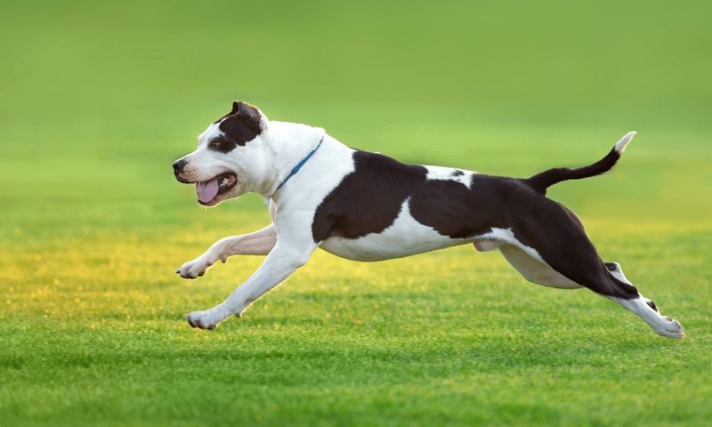 American Pit Bull Terrier