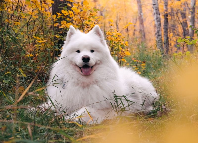 15 Dog Breeds That Are Always Smiling and Will Make You Smile Too 