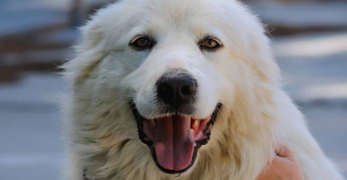 15 Dog Breeds That Are Always Smiling (and Will Make You Smile Too)