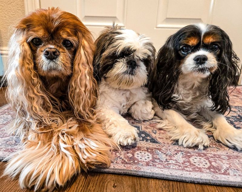 Cavalier King Charles Spaniel