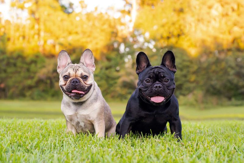 French Bulldog