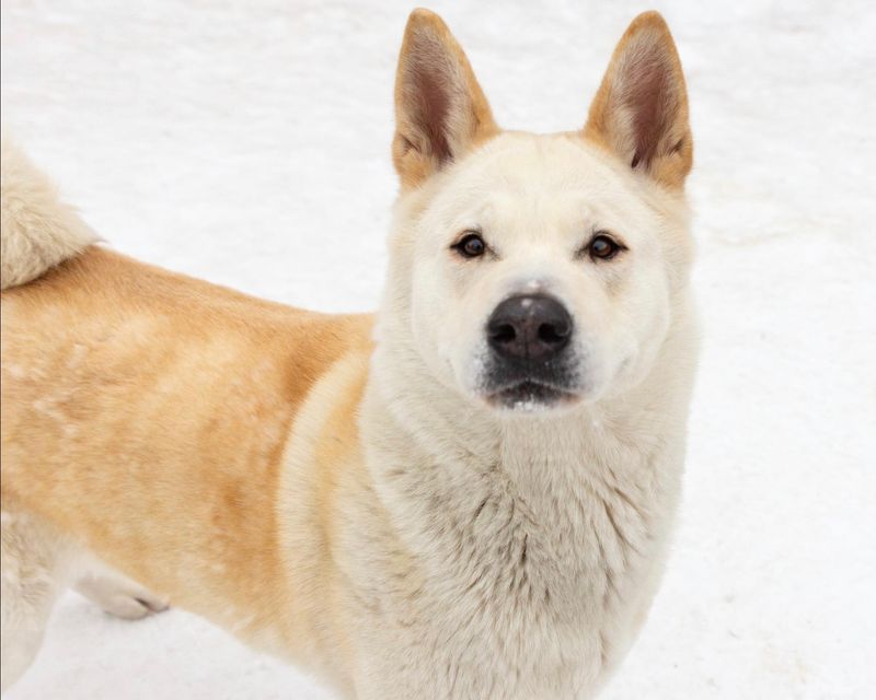 Akita