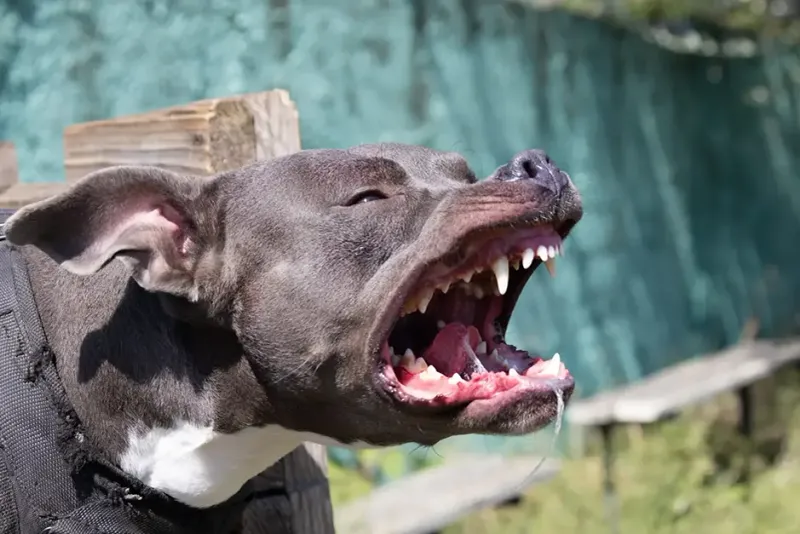 Pit Bull Terrier