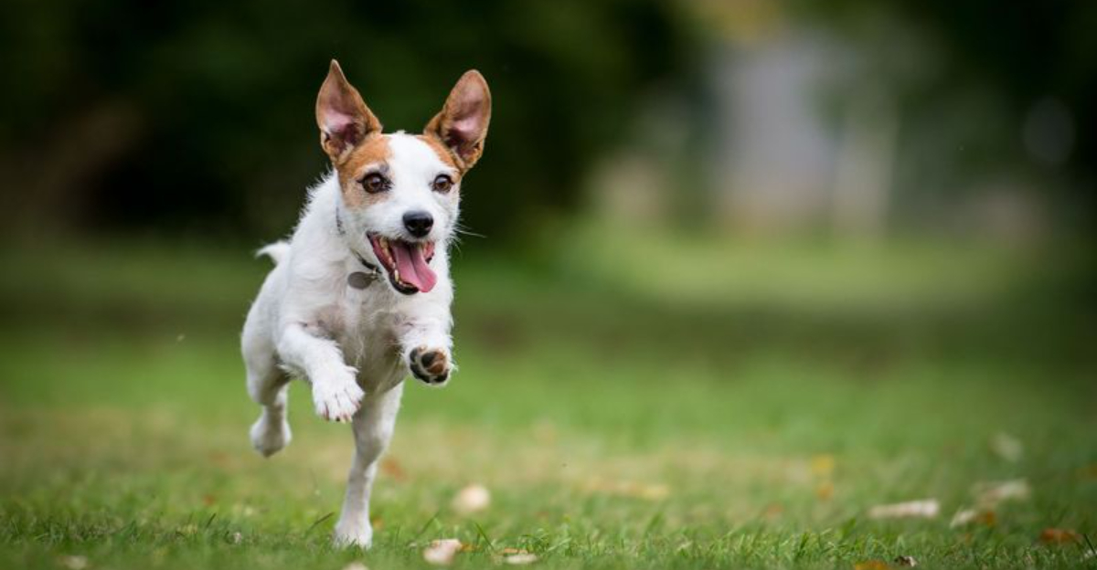15 Dog Breeds With Hidden Behavioral Issues Nobody Talks About