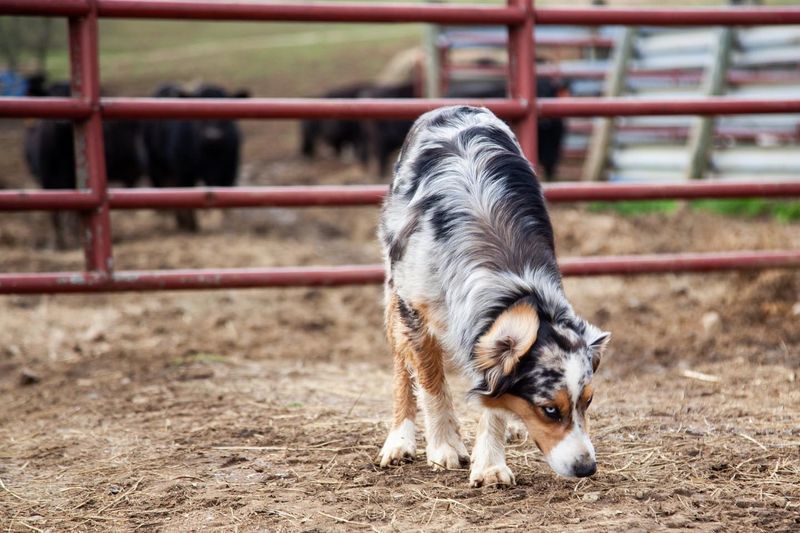 Australian Shepherd