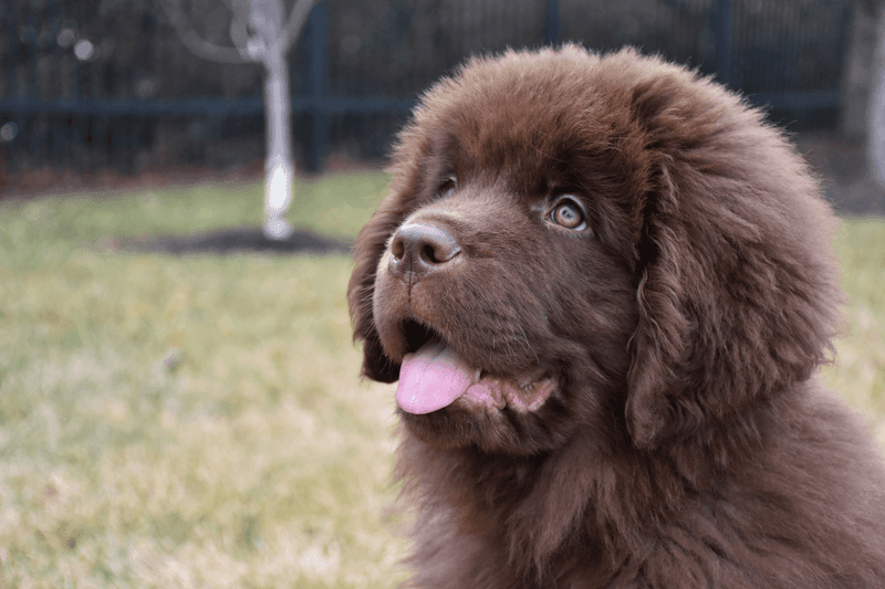 Newfoundland