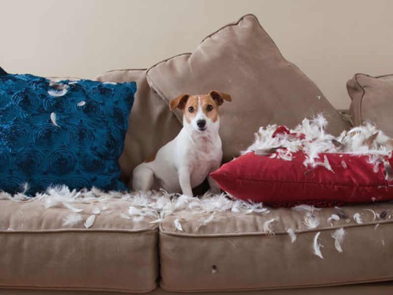 Destructive Chewing