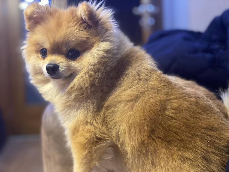 Pomeranian