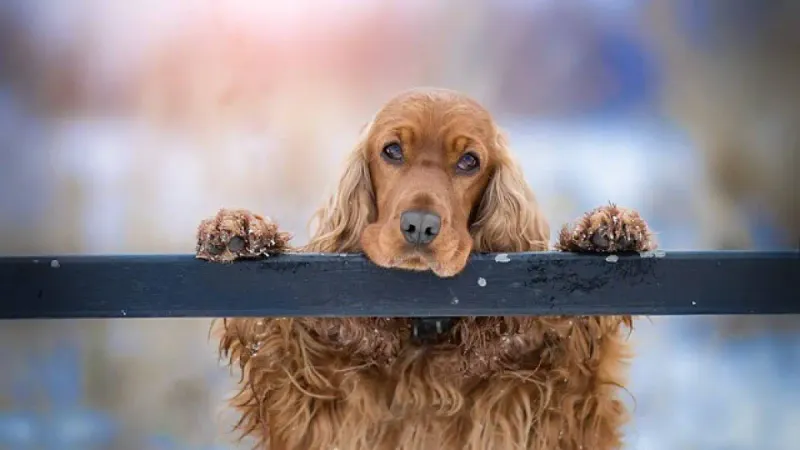 16. Cocker Spaniel