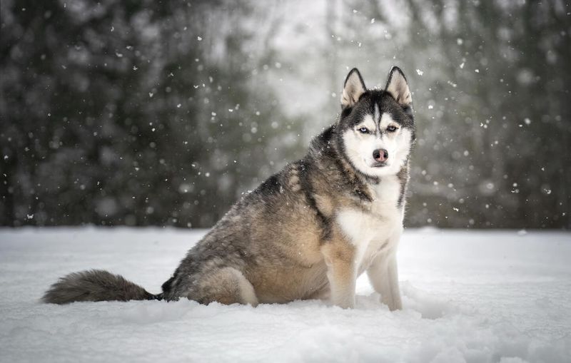 Siberian Husky