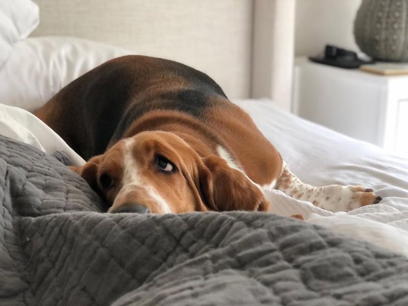 Basset Hound