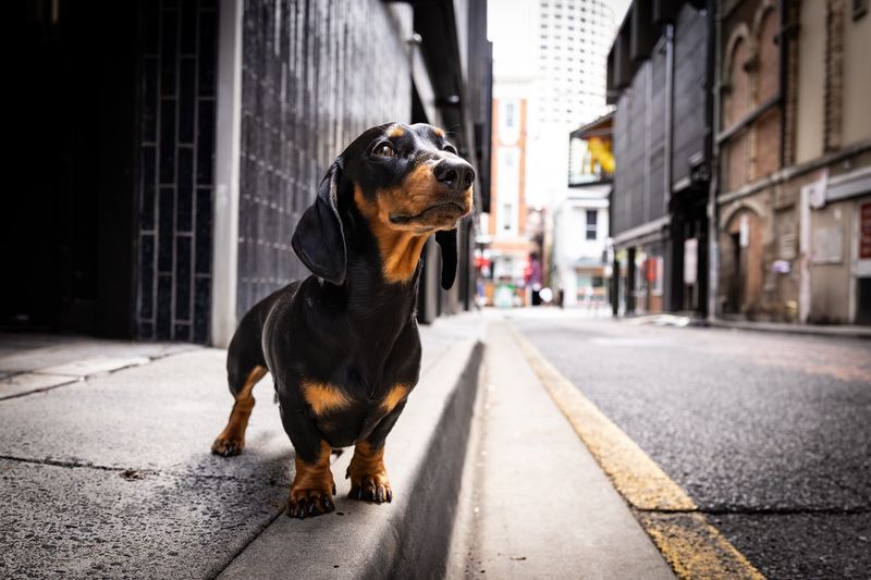 Dachshund