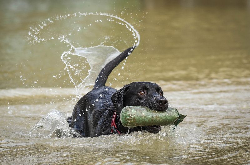 Wagging Tail With Joy