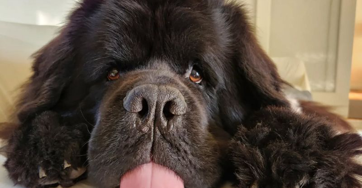 17 Affectionate Dog Breeds Share One Trait — They Can't Sleep Without ...