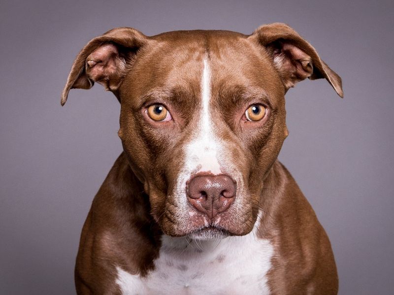 Pit Bull Terrier