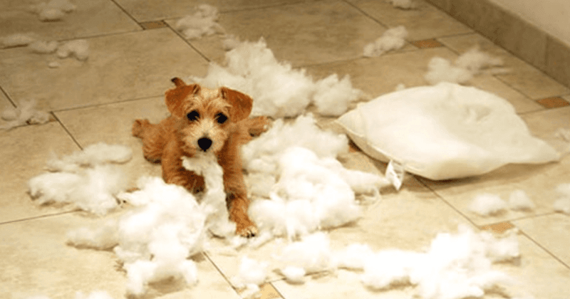 Destructive Chewing