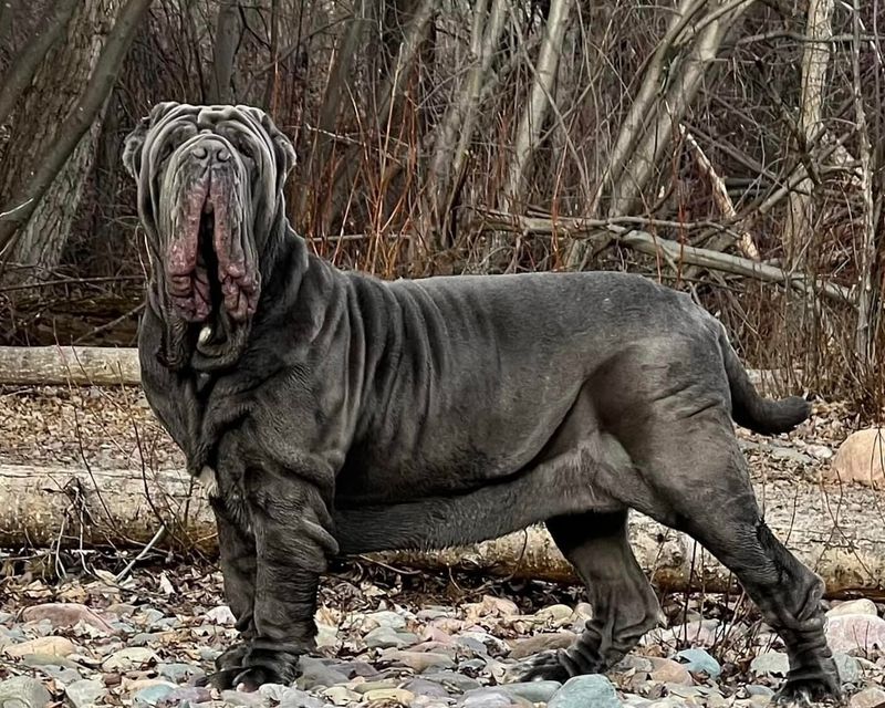 Neapolitan Mastiff