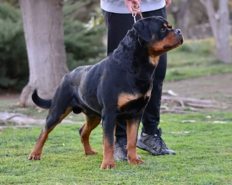 Rottweiler