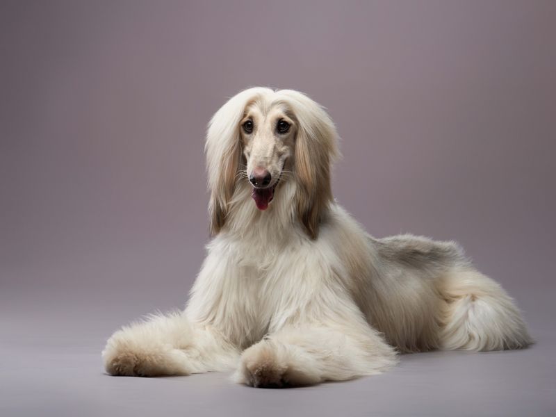 Afghan Hound