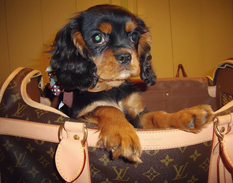 Cavalier King Charles Spaniel