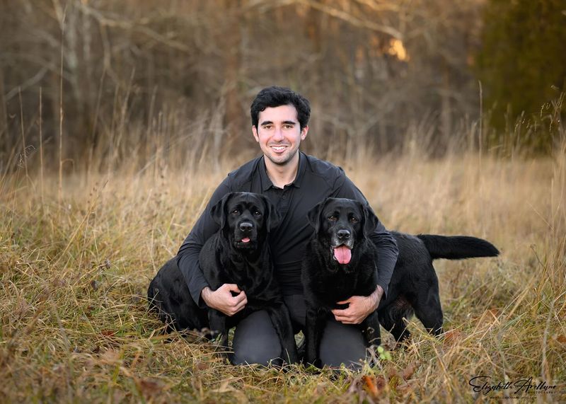 Labrador Retriever