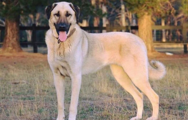 Anatolian Shepherd