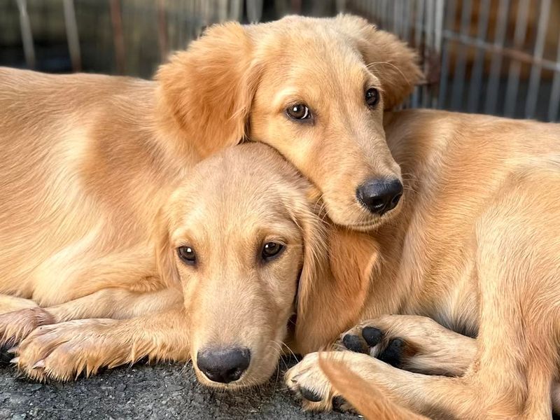 Unconditional Love