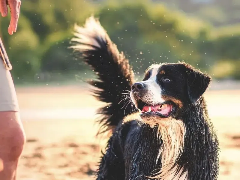 The Wagging Tail Welcome
