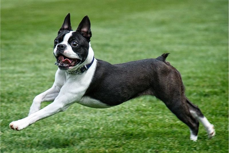 18. Boston Terrier