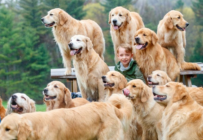 Golden Retriever