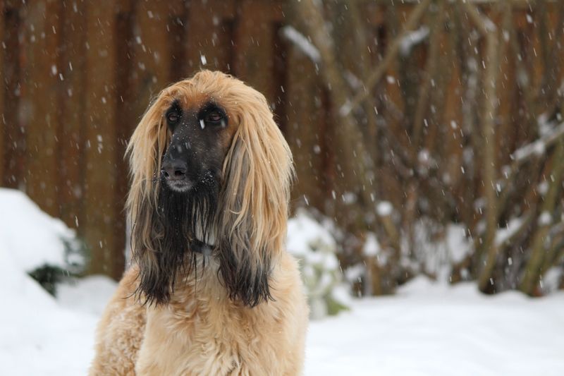 Afghan Hound