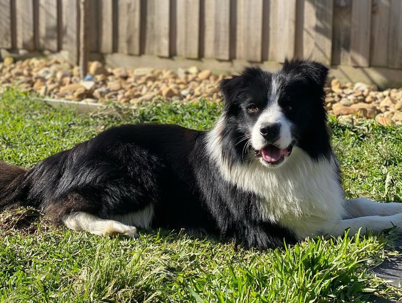 Border Collie