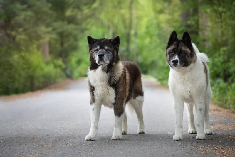 Akita