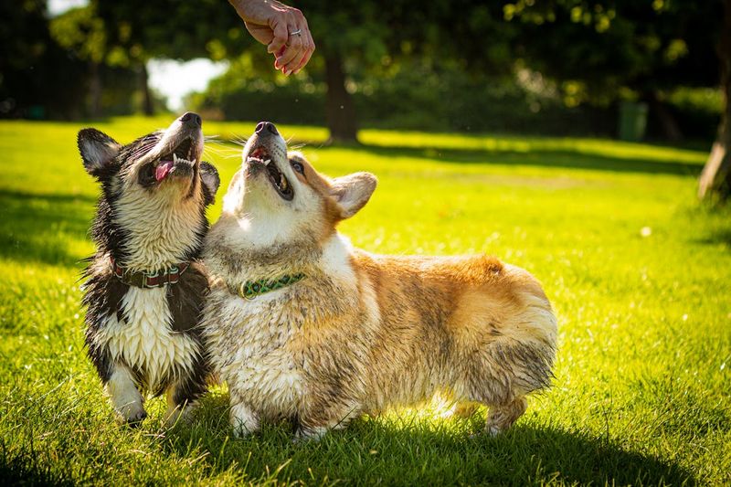 The Playful Corgi