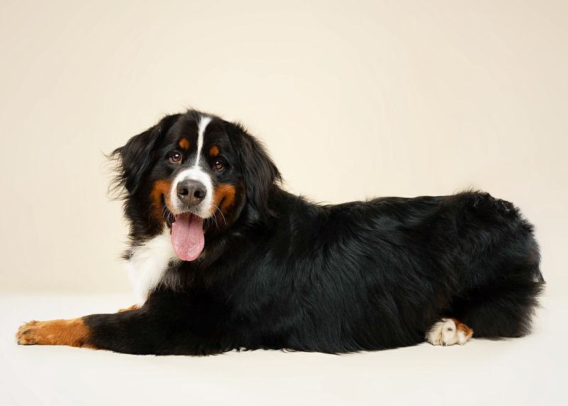 21. Bernese Mountain Dog